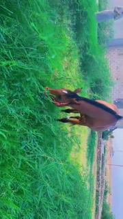 فرس حمدانية سمري عشار على باب ميلاد
معها بنتها عمرها سنة وشهرين