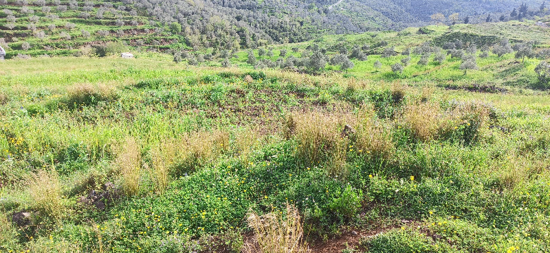 مزرعة عقارية زراعية في منطقة مرج كفرلاها التابعة للدريكيش