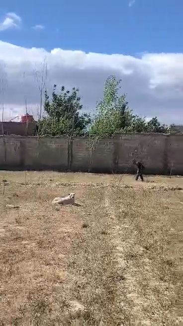 للبيع دنم طابو ضمن مجمع ڤلل زبدين ريف دمشق قريب من لخدمة