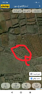 ارض زراعية مساحة 3000م مزروعة زيتون عمر 17سنة