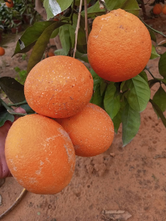 مشروع زراعي تجاري مع منزل في راس البسيط قرية بيت بدور🌅