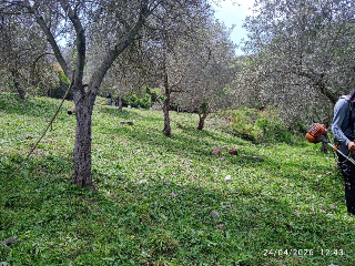 للبيع أرض زيتون طابو أخضر منظمة تنظيم زراعي و مفرزة ثلاث مقاسم