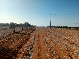 أرض زراعية للبيع في كفرعايا، حمص - 6000 م² بسعر مغري