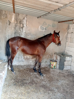 للبيع مهره وطنية في ريف إدلب كفر سجنه