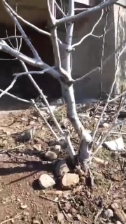 مزرعة للبيع في بحرايا، حمص - طابقين، 3 غرف وحديقة مشجرة