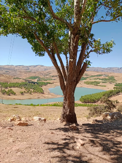 بيع أرض سياحية بإطلالة رائعة في بحيرة زرزر - ريف دمشق