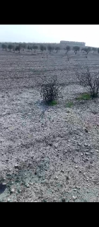 للبيع ارض زراعية طابو اخضر مساحة 52 دونم