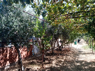 3 دلمات وبيت زيتون للبيع - 40,000$