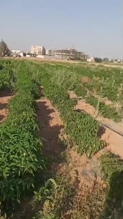 ارض زراعية 30 قصبة