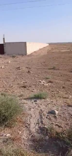 أرض زراعية مصونة بل كامل  للبيع في تل مسكن علا طريق العام - 14000 م²