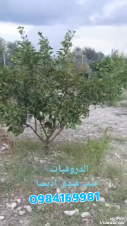 أرض زراعية للبيع في عين البيضا الدروقيات  ، اللاذقية - 13000 م²