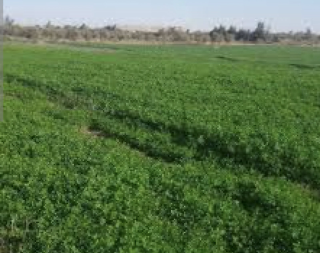 أرض زراعية للبيع في طريق حجيرة- 6 دونم بسعر 260,000$