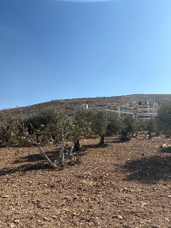 أرض للبيع في مركز أريحا 1670 م² طابو نظامي بسعر مغري