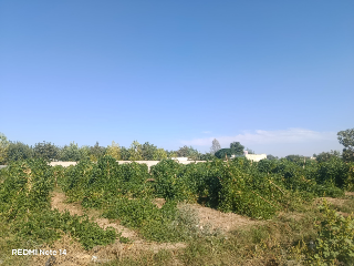 أرض زراعية للبيع في زبدين ريف دمشق - 413م² بسعر 15.5 ألف دولار